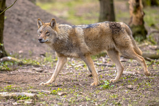Wolf walking in european  forest habitat