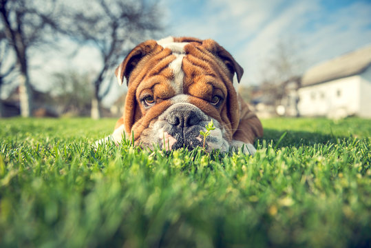English bulldog hiding in the grass,selective focus