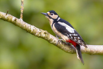 Fototapeta premium Agitated Great Spotted Woodpecker