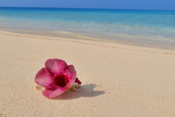 Fototapeta na wymiar Pink flower on sandy beach with blue ocean, Maldive island, tropics, holiday, summer concept