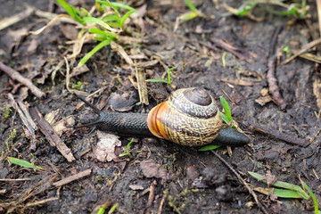 Bänderschnecke am Waldboden