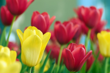Yellow and red picturesque tulips in flowerbed, field, colourful flowers, sunny spring day. Romantic natural background for all vivid moments of life