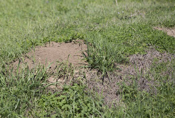 Anthill