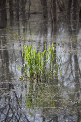 Bog Grass