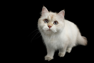 Fototapeta premium British breed Cat, Color-point fur and Blue eyes Walking, Looking up, on Isolated Black Background, front view
