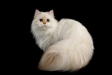 British breed Cat Color-point fur and Huge Furry Tail with magic Blue eyes, Sitting on Isolated...