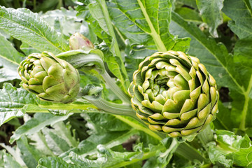 Fototapeta premium Artichoke Field