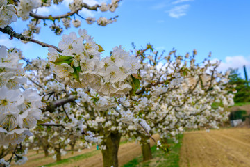 Les cerisiers en fleurs au printemps. Provence, Luberon. France.