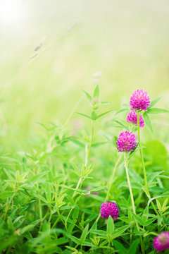 Bright summer spring background with clover flowers