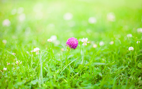 Nature Summer Background with clover Flowers