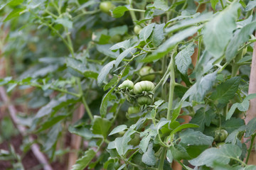 plantation of tomatoes in the organic garden