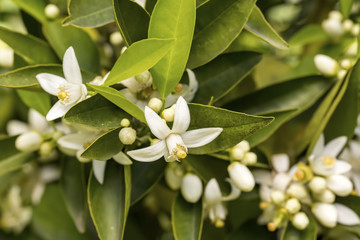 Fresh organic orange tree blossom