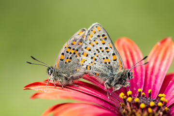 Butterfly in nature (Tomares nesimachus)
