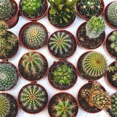 Different cacti or cactuses in pots. Top view. Botanical background