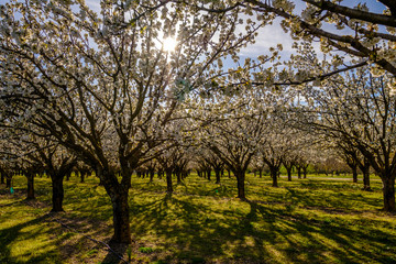Les cerisiers en fleurs au printemps.  Le soleil à travers les branches. Provence, Luberon. France.