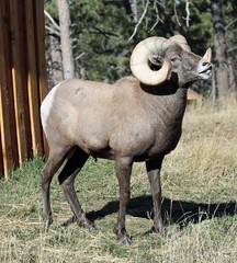Bighorn