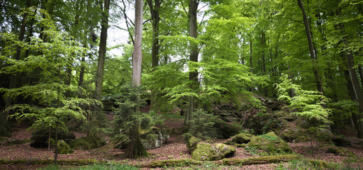 Wald/Hessen