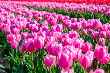 Obraz premium Tulipes roses sur le champ, Provence, France.