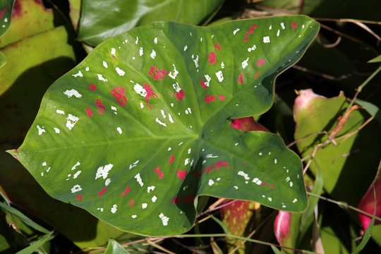 Kaladie, Buntwurz (Calladium bicolor)