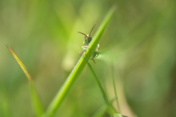 Grashüpfer