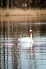 Schwan auf einem See