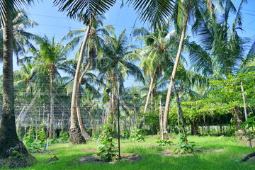Obraz premium Palm tree plantation, tropical island