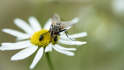 Fliege