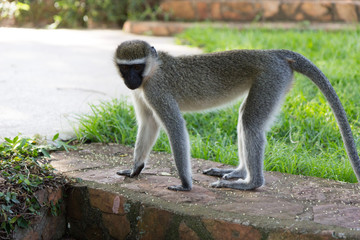 The vervet monkey in grass in a resort in Jinja, Uganda in 2017. The vervet monkey (Chlorocebus pygerythrus), or simply vervet, is an Old World monkey of the family Cercopithecidae native to Africa.