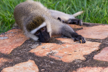 The vervet monkey in grass in a resort in Jinja, Uganda in 2017. The vervet monkey (Chlorocebus pygerythrus), or simply vervet, is an Old World monkey of the family Cercopithecidae native to Africa.