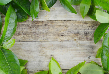 Shiny green leaves create a border over a rustic wooden background for Earth Day in April. Copy space