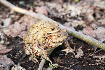 Kröte, Kröten im Frühjahr