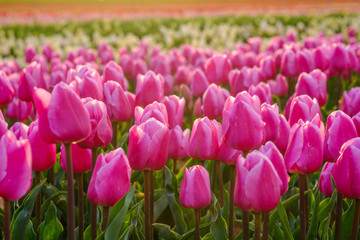 Tulipes roses, rouges, jaunes sur le champ, coucher de soleil. Provence, France.
