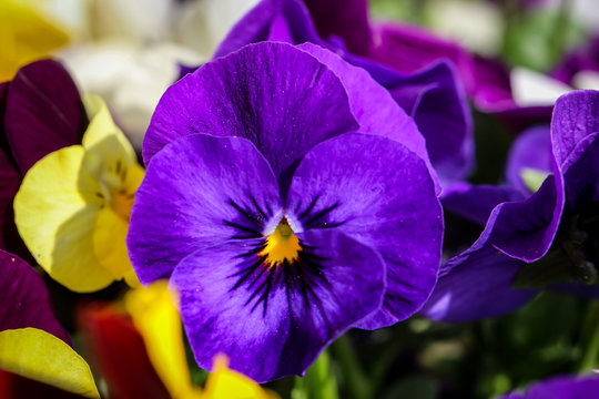 Stiefm&uuml;tterchen, Veilchen, Blume