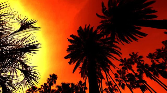 Palm Trees Silhouettes in Sunset Sky Loop
