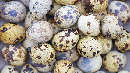 Quail eggs closeup