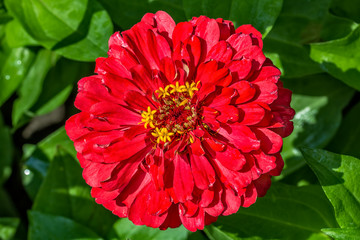 Red flower of a zinnia, macro