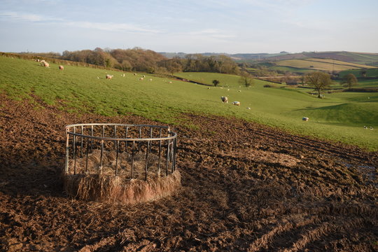 View across a field of sheep with their new born lambs in Devon, UK. In the foreground is a metal ring feeder filled with hay and surrounded by mud.