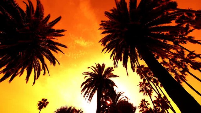 Palm Trees Silhouettes in Sunset Sky Loop
