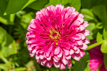 White and red terry flower of a zinnia, macro