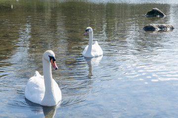 White swans swimming on a lake with clear water