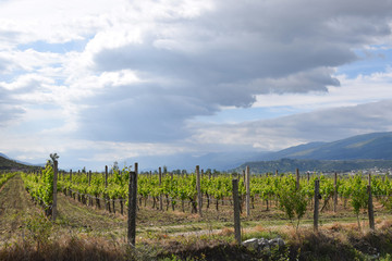 Rows of grape vines in a fields. Gjirokaster, Albania.