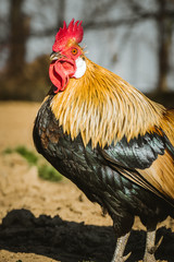 Beautiful and colorful Rooster (Phoenix chicken) in the garden. Rooster with red comb