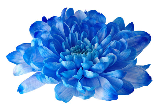Fototapeta Beautifil blue flower with petals and heart on white isolated background. Pattern for the designer.