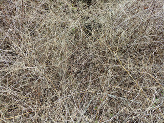 Close up of Dry straw