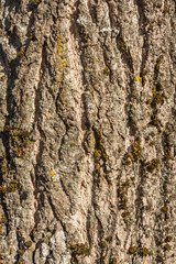 texture of an old bark of a tree partially covered with moss, abstract background