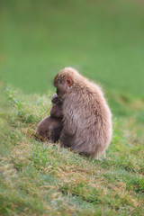 Snow monkey keep protective her cup © Juha