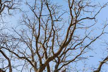 branches of dry oak against a blue sky, abstract background