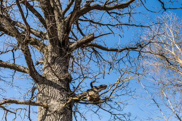 part of the trunk and branches of dry oak tree against the blue sky, abstract background