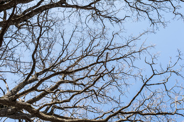 branches of dry oak against a blue sky, abstract background