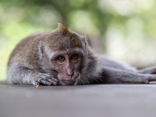 Monkey in Ubud Monkey Forest
